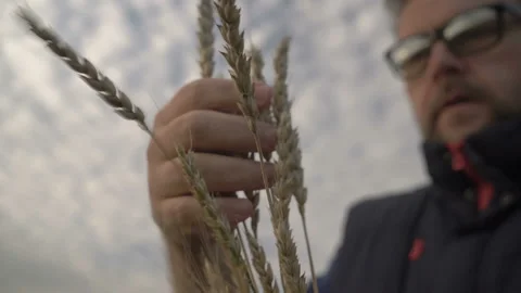 Farmer works with a computer tablet in a wheat field at sunset. Businessman with Stock Footage 164708819