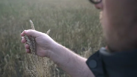 Farmer works with a computer tablet in a wheat field at sunset. Businessman with Stock Footage 164708898