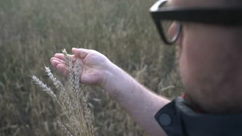 Farmer works with a computer tablet in a wheat field at sunset. Businessman with Stock Footage 164708956