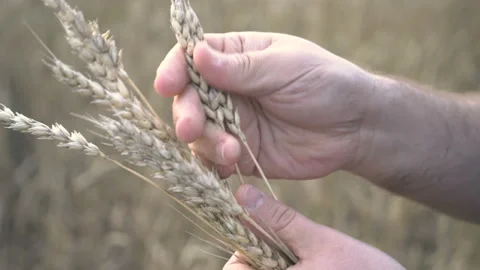 Farmer works with a computer tablet in a wheat field at sunset. Businessman with Stock Footage 164709020