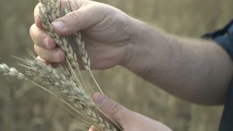 Farmer works with a computer tablet in a wheat field at sunset. Businessman with Stock Footage 164709118