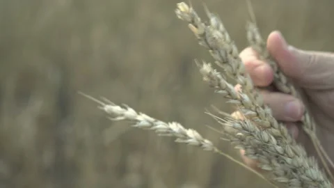Farmer works with a computer tablet in a wheat field at sunset. Businessman with Stock Footage 164709229