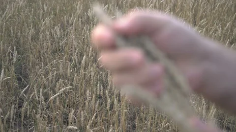 Farmer works with a computer tablet in a wheat field at sunset. Businessman with Stock Footage 164709446
