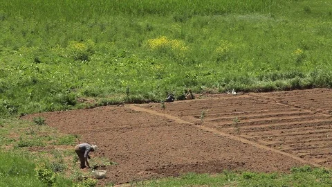 Farmer works in the field Stock Footage 77588704