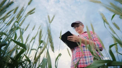 The farmer works in a field of wheat, uses a tablet. Lower view of the shoot Stock Footage 121557592