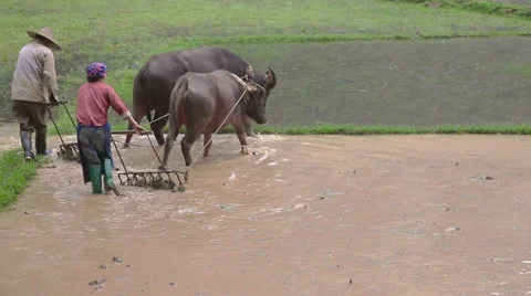 Farmer works 库存影片 49061949