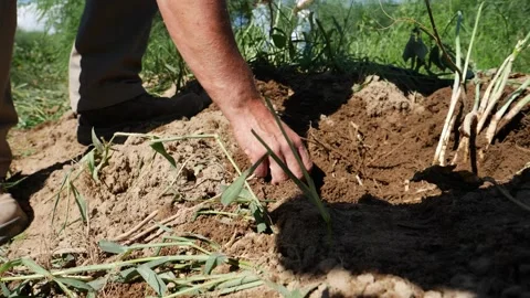 Farmer Works Video stock 202635782