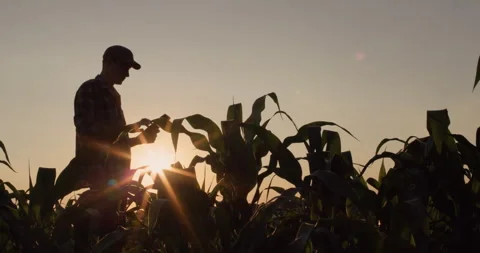 A farmer works in his corn field at sunset. Uses a tablet. Technologies in Stock Footage 251379858