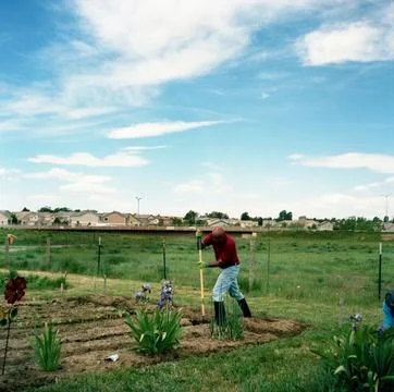 A farmer works in his plot with rows of veggies sprouting in Denver, CO. Stock Photos