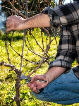 Farmer works at pruning in a vineyard Stock Photos
