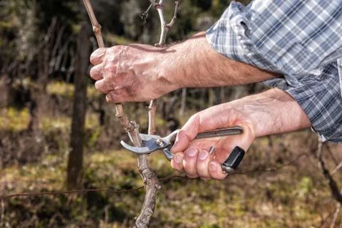 Farmer works at pruning in a vineyard Foto stock