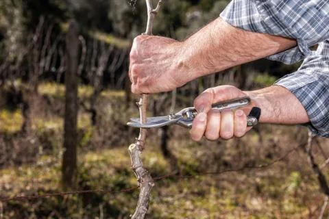 Farmer works at pruning in a vineyard Stock Photos