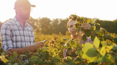 Farmer works with tablet in a field with raspberry bushes Vidéo 115932073