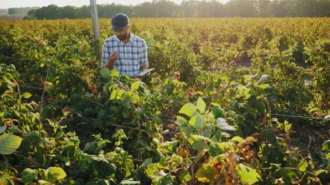 Farmer works with tablet in a field with raspberry bushes Stock Footage 130892302