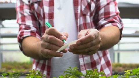 Farmer writing marker note inserting in plant pot, hothouse work, agriculture Stock-Footage 118909220