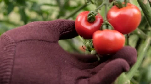 Farmercollect pick harvest of tomato cherr.  Red ripe organic tomatoes on the Stock Footage 138298694