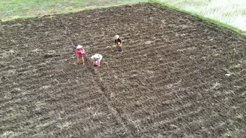 Farmers' activities in the fields Stock Footage 302726683