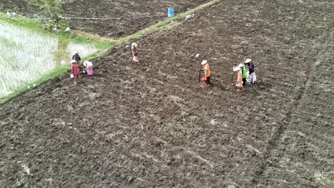 Farmers' activities in the fields Stock Footage 302726689