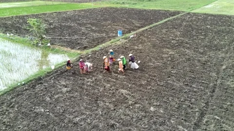 Farmers' activities in the fields Stock Footage 302726699