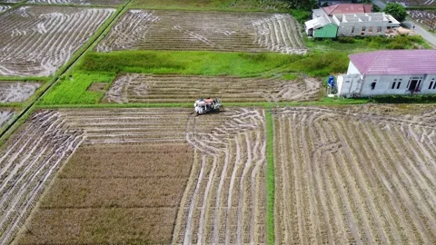 Farmer's activities harvesting rice using a tractor Stock Footage 294597556