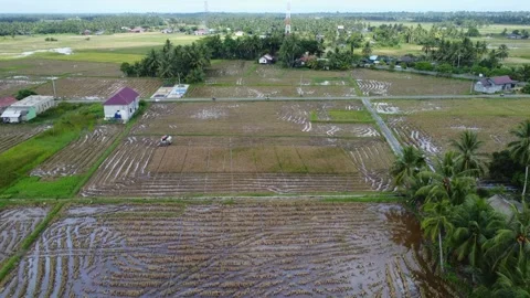 Farmer's activities harvesting rice using a tractor Stock Footage 294599644
