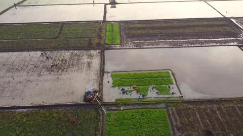 Farmers' activities include farming Vídeos de archivo 276320526