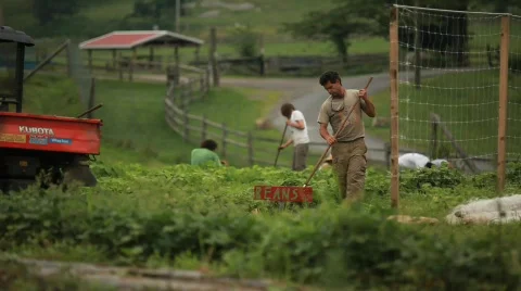 Farmers and Beans  動画素材 594582