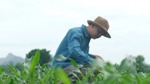 Farmers are checking the growth of corn plants in the field in the morning. Stock Footage 132103368