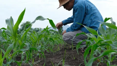 Farmers are checking the growth of corn plants in the field in the morning. Stock Footage 132806448