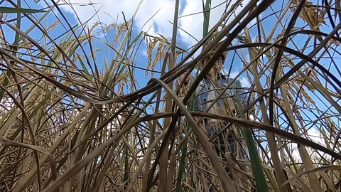 Farmers are checking paddy in the fields. 스톡 동영상 100548643