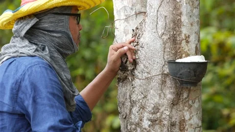 Farmers are checking the quality of the rubber that flows from the rubber trees, 스톡 동영상 207483410