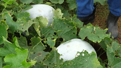 Farmers are checking the quality of vegetables in organic gardens, Stock Footage 140752659