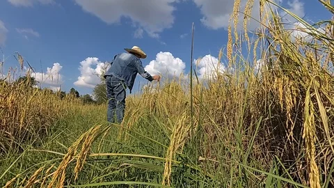 Farmers are checking rice. 스톡 동영상 100547748