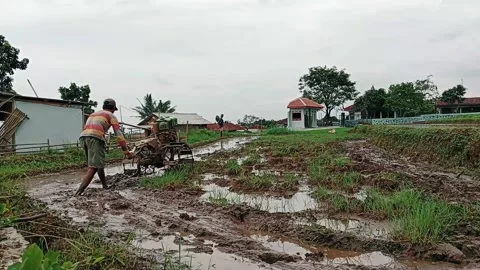 Farmers are plowing fields preparing to plant rice Stock Footage 224982711