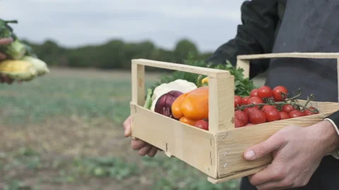 Farmers are preparing a box of vegetables for storefront Stock Footage 125863044