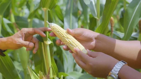 Farmers are selecting and checking the quality of corn. In a large corn field. Stock Footage 128343678