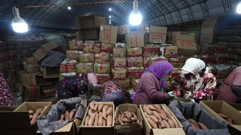 Farmers are sorting out sweet potatoes in the cellar and preparing them for.. 스톡 동영상 336800628