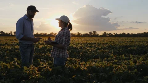 Farmers are talking while standing in a field Stock Footage 91984280