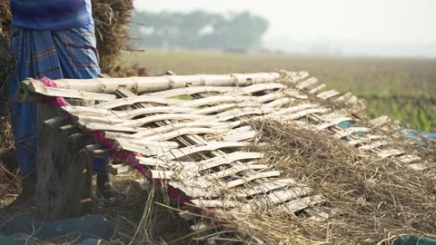 Farmers are threshing paddy in the field during winter season. Video stock 167961237