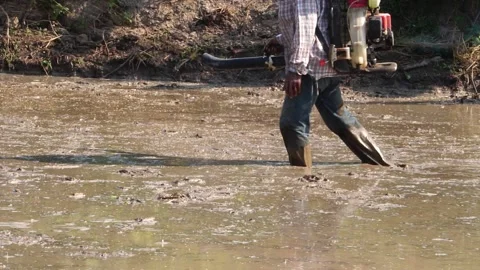 Farmers are using grain throwing tools to grow rice in rice fields Stock Footage 146735764