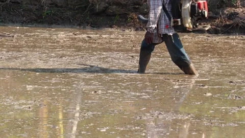 Farmers are using grain throwing tools to grow rice in rice fields Stock Footage 146735767