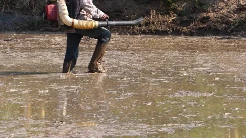 Farmers are using grain throwing tools to grow rice in rice fields Stock Footage 146735820