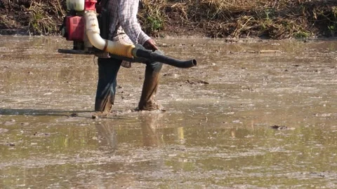 Farmers are using grain throwing tools to grow rice in rice fields Stock Footage 146735839