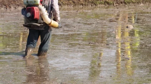 Farmers are using grain throwing tools to grow rice in rice fields Stock Footage 152715335