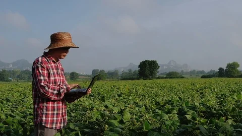 Farmers are using notebooks in soy farms. Slow motion Stock Footage 117849570