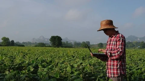Farmers are using notebooks in soy farms. Slow motion Stock Footage 117897130