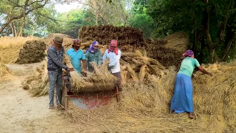 Farmers are using a traditional machine to thrash ripe paddy. Stock Footage 325978763