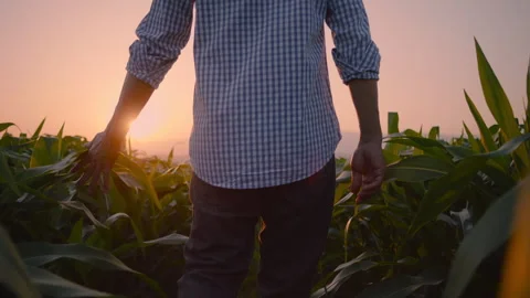 Farmers are walking through the cornfield Stock Footage 264753041