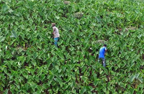 Farmers are working in the jhum Cultivation. Stock Photos