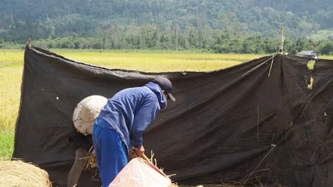 Farmers in Bac Ninh manually thresh rice stalks during harvest season Stock Footage 316878611
